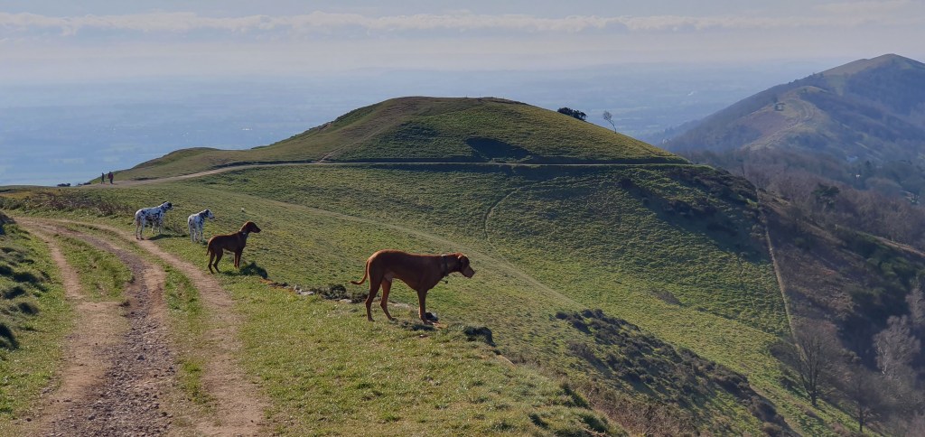 Group dog walks around Malvern with an experienced dog walker.