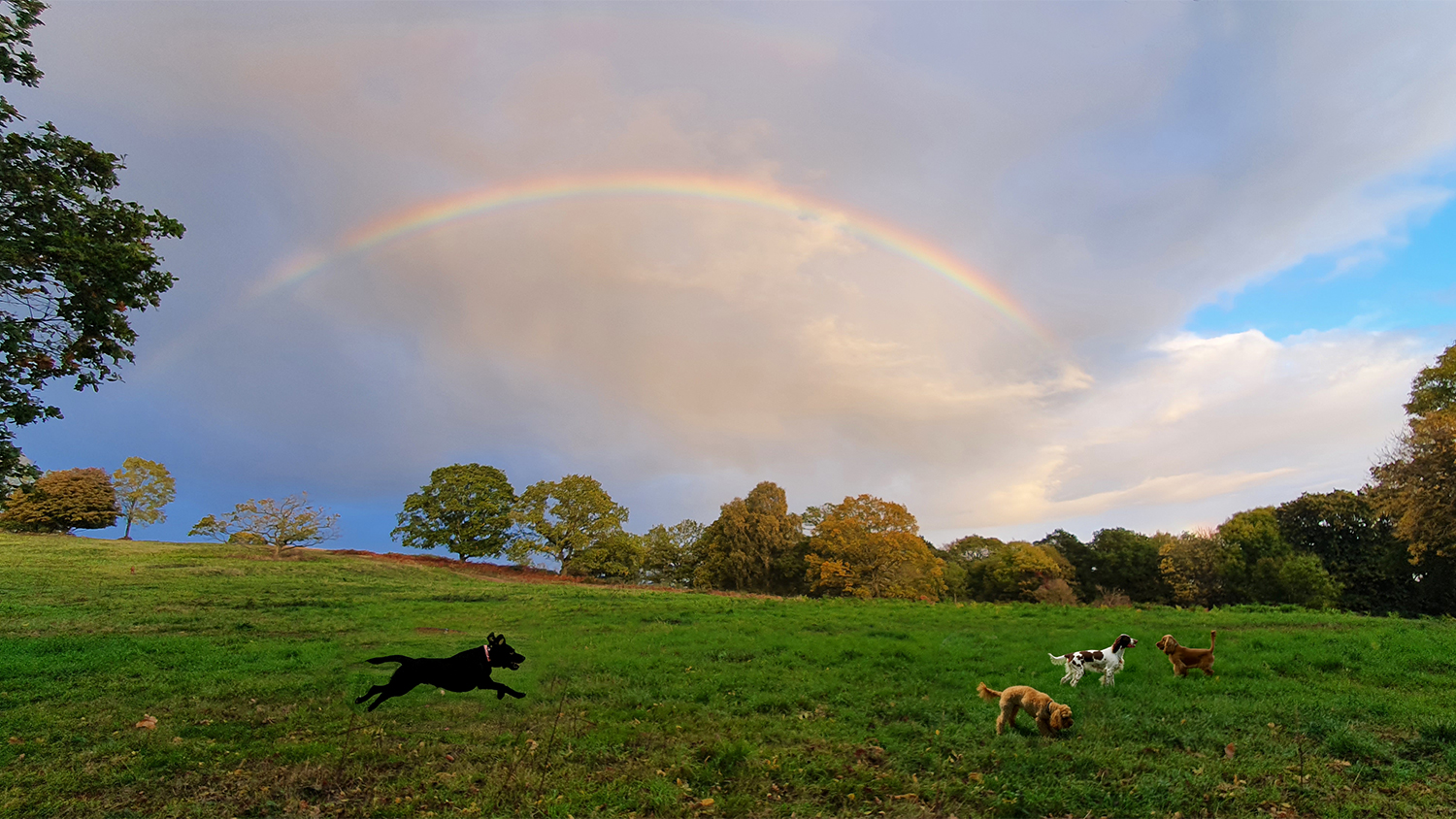 Dog walking on the Malvern Hills with Labrador, Springer Spaniel, Cocker Spaniel and Cocker Poo.