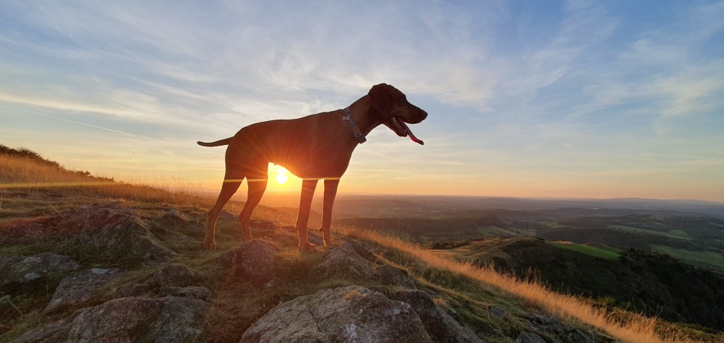 Book a local dog walker in Malvern, Worcestershire.