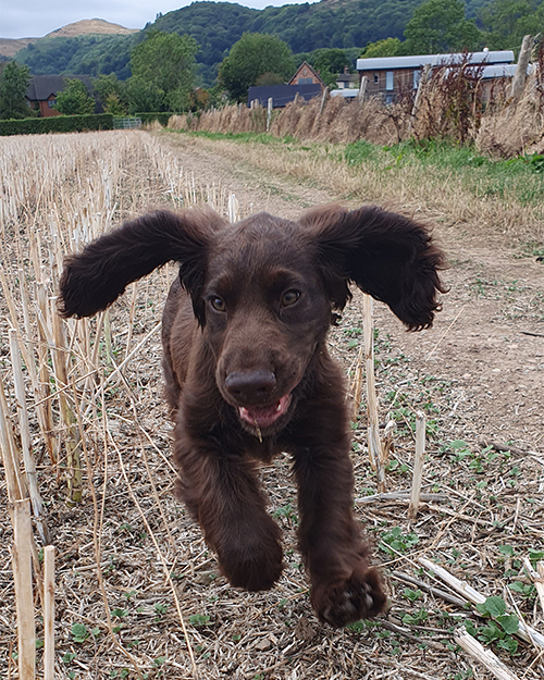 Dog walker Hanley Swan, Worcestershire.