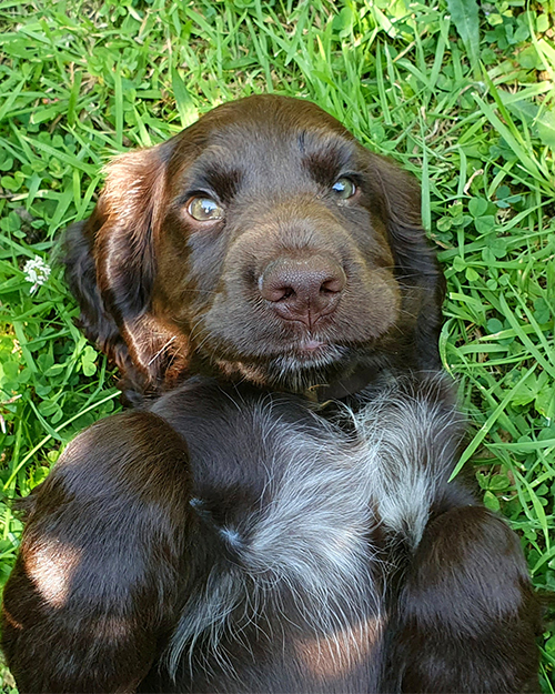 Dog walker around the Malverns.